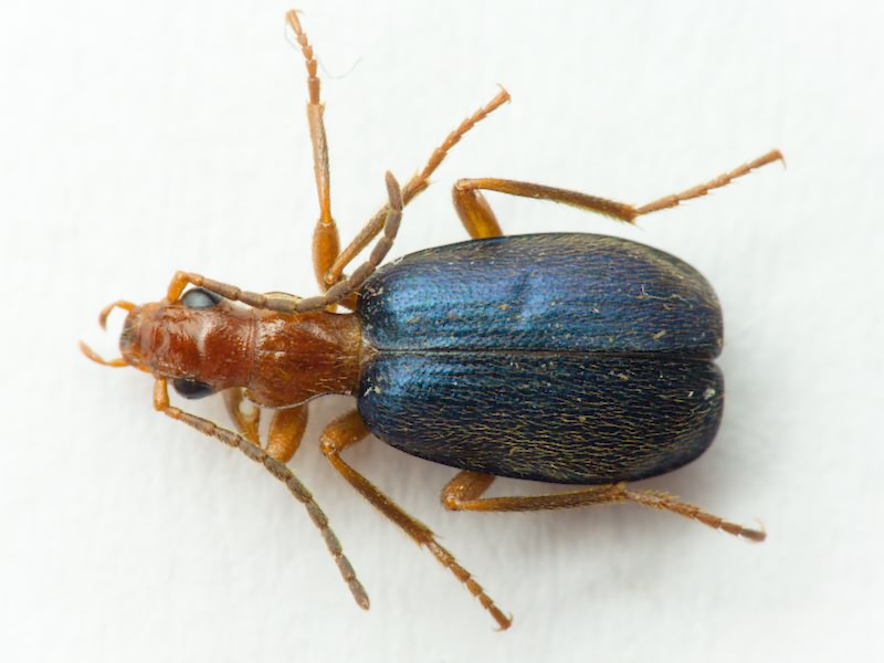 Carabidae Latreille, 1802